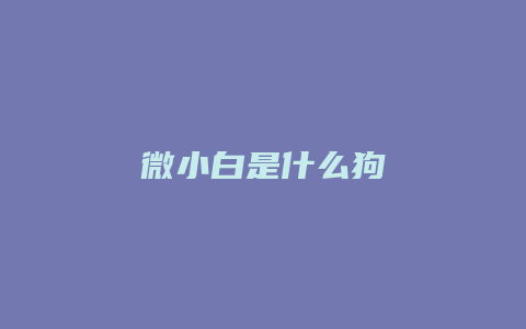 微小白是什么狗