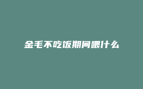 金毛不吃饭期间喂什么好处