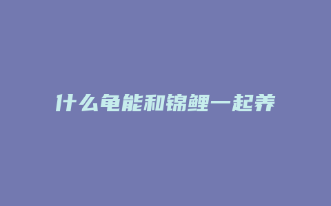 什么龟能和锦鲤一起养