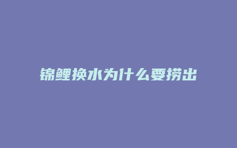 锦鲤换水为什么要捞出来