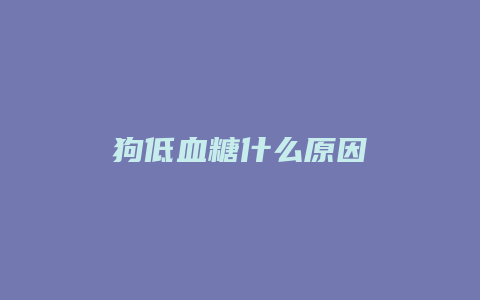 狗低血糖什么原因