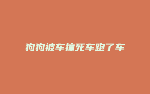 狗狗被车撞死车跑了车负什么责任