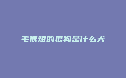 毛很短的狼狗是什么犬