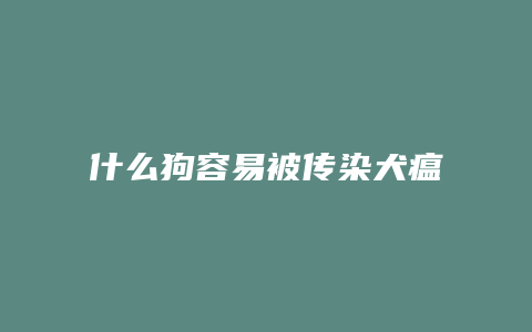 什么狗容易被传染犬瘟