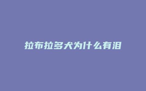 拉布拉多犬为什么有泪