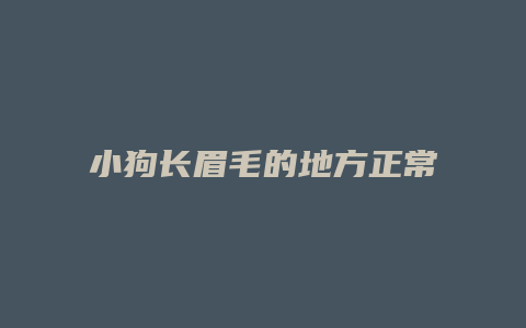 小狗长眉毛的地方正常是什么样的