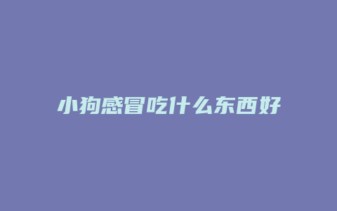 小狗感冒吃什么东西好