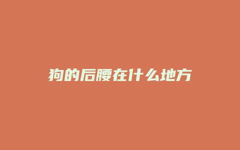 狗的后腰在什么地方