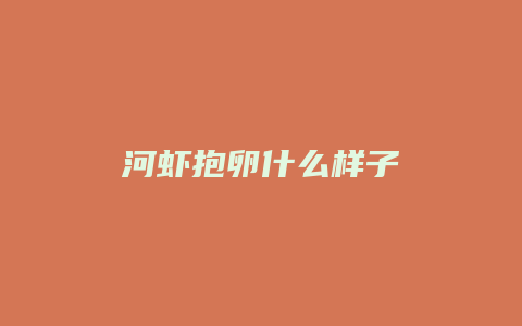 河虾抱卵什么样子