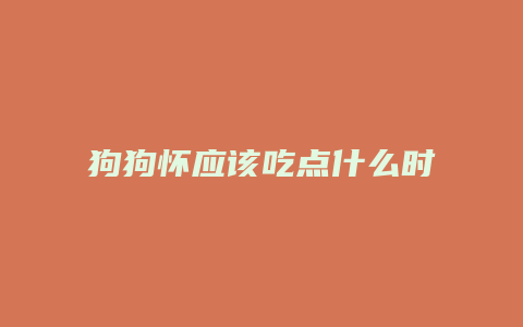 狗狗怀应该吃点什么时候