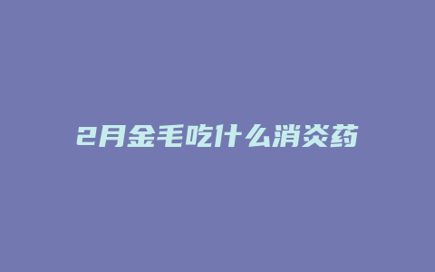 2月金毛吃什么消炎药