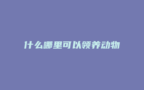 什么哪里可以领养动物