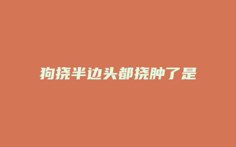 狗挠半边头都挠肿了是什么病