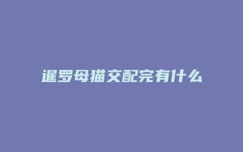 暹罗母猫交配完有什么表现