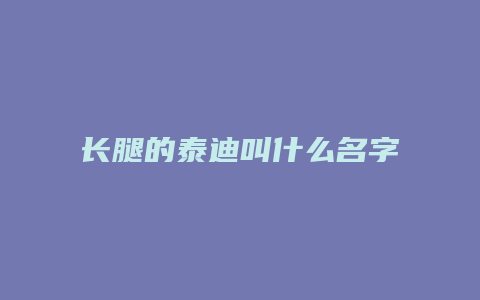 长腿的泰迪叫什么名字