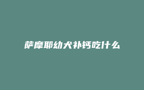 萨摩耶幼犬补钙吃什么