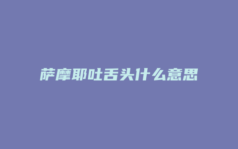 萨摩耶吐舌头什么意思