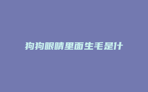 狗狗眼睛里面生毛是什么病