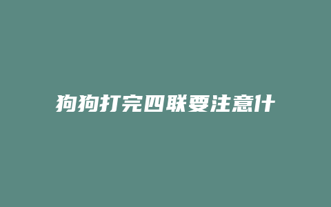 狗狗打完四联要注意什么