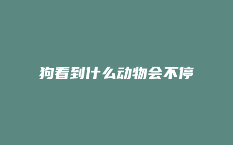 狗看到什么动物会不停地跑