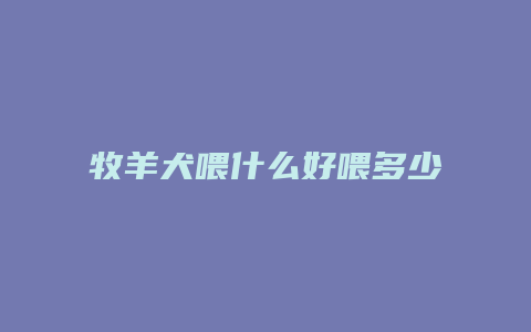 牧羊犬喂什么好喂多少