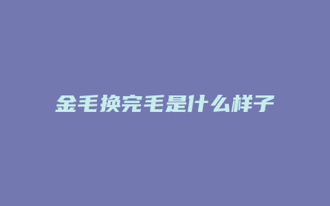 金毛换完毛是什么样子的