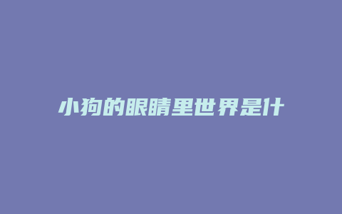 小狗的眼睛里世界是什么颜色的