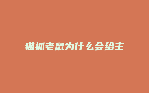 猫抓老鼠为什么会给主人