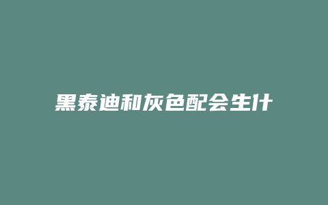 黑泰迪和灰色配会生什么颜色