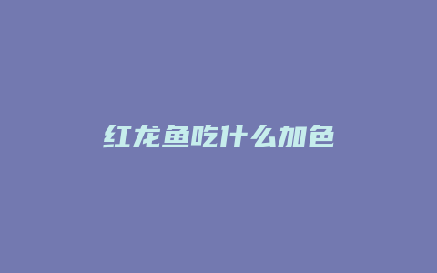 红龙鱼吃什么加色