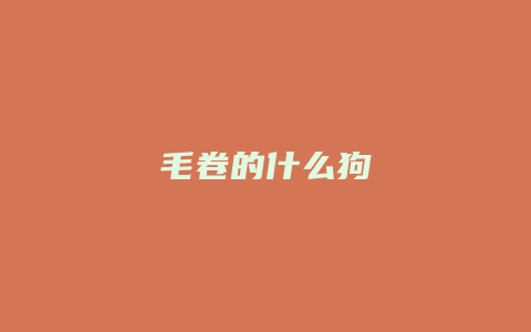 毛卷的什么狗