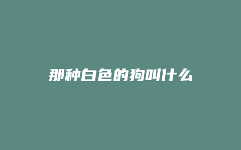 那种白色的狗叫什么