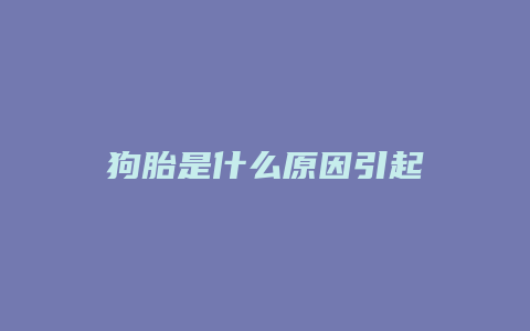 狗胎是什么原因引起