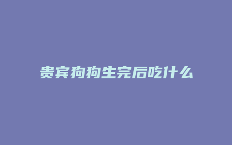 贵宾狗狗生完后吃什么好