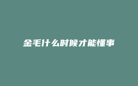 金毛什么时候才能懂事