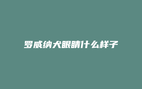 罗威纳犬眼睛什么样子