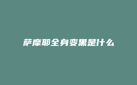 萨摩耶全身变黑是什么病