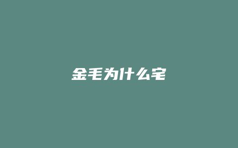 金毛为什么宅