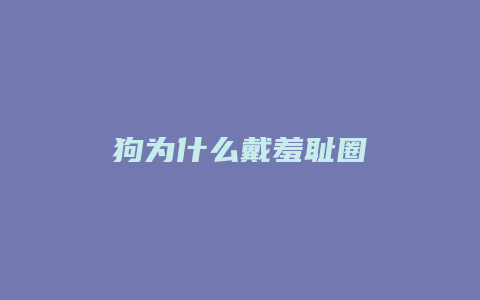 狗为什么戴羞耻圈