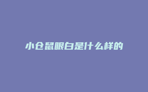 小仓鼠眼白是什么样的