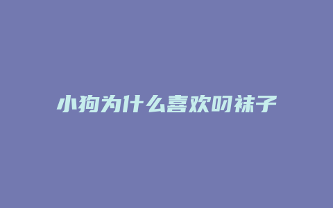 小狗为什么喜欢叼袜子