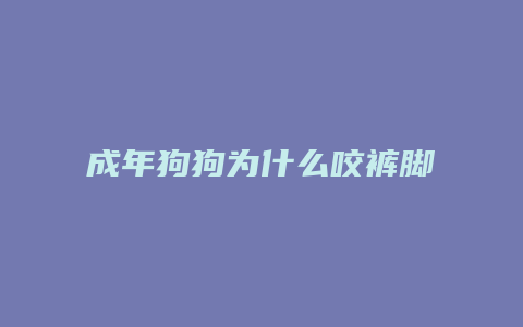 成年狗狗为什么咬裤脚