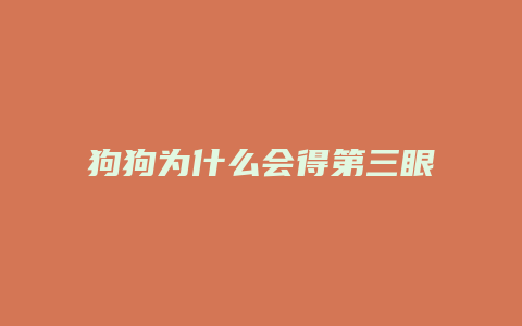 狗狗为什么会得第三眼睑增生