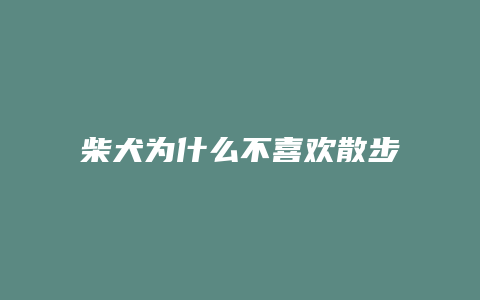 柴犬为什么不喜欢散步