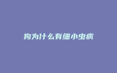 狗为什么有细小虫病