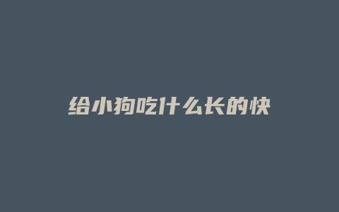 给小狗吃什么长的快