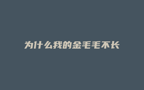 为什么我的金毛毛不长