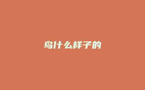 鸟什么样子的