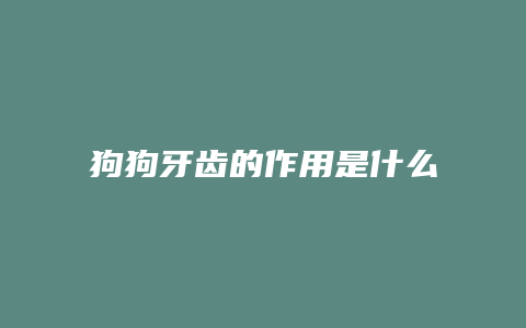 狗狗牙齿的作用是什么意思