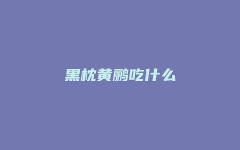 黑枕黄鹂吃什么